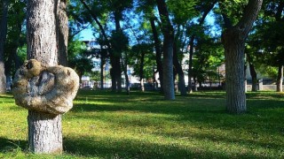 Lüleburgaz'da 170 ağaç kesilmekten kurtuldu!