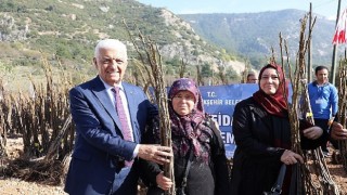 Muğla Büyükşehir Meyve Fidanı Desteğine Başlıyor