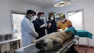 Veteriner hekim adayları Osmangazi'de tecrübe kazanıyor