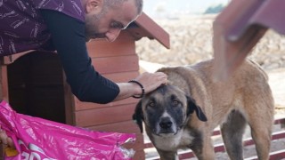 Çeşme Belediyesi soğuk havalarda sokak hayvanlarını unutmuyor