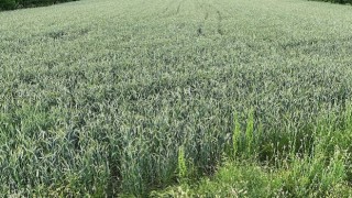 Büyükşehirin hibe ettiği ata tohumları boy verdi