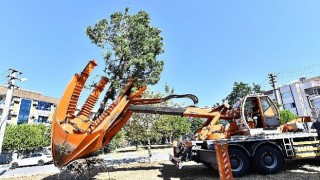 Buca Metrosunda istasyon inşaatları öncesinde ağaçlar geçici olarak taşınıyor