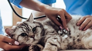 Sahipsiz Hayvanlar için Mama Desteğine Dönüşüyor