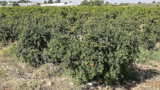 Antalya Büyükşehirin Çiftçilere Faydalı Böcek Desteği Devam ediyor
