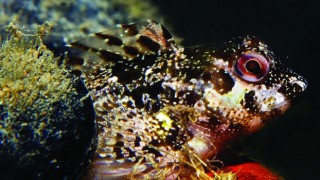 İzmir Körfezinde biyolojik çeşitlilik izleme çalışmaları başlıyor