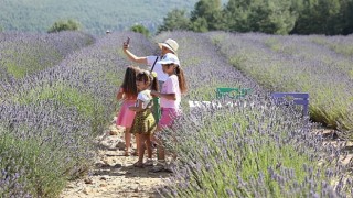 Lavanta Bahçesine ziyaretçi akını