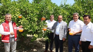 Narenciyede kalıntı sorunu kalmayacak