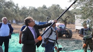 Başkan Arslan öğrencilerle zeytin hasadı yaptı