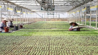 Büyükşehir Belediyesi kendi ürettiği çiçek ve bitkilerle yıllık 22 milyon lira tasarruf ediyor