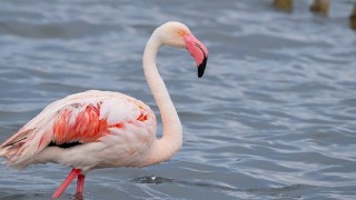 İzmit Körfezinde 351 flamingo kanat çırpıyor