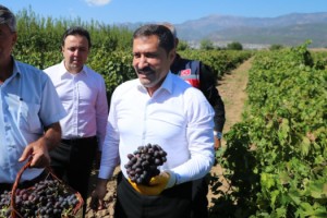 Hatay'da Üzüm Hasadını Başlattı